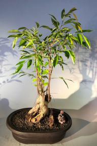 Oriental Ficus Bonsai Tree<br><i></i>(ficus orientalis)