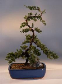 Juniper Bonsai Tree - Trained<br><i>(juniper procumbens nana)</i>