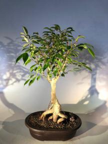 Oriental Ficus Bonsai Tree<br>Exposed Root Style<br><i></i>(ficus orientalis)