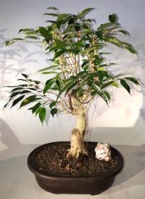 Oriental Ficus Bonsai Tree<br> Banyan Style<br><i></i>(ficus orientalis)