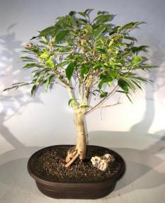 Oriental Ficus Bonsai Tree<br><i></i>(ficus orientalis)