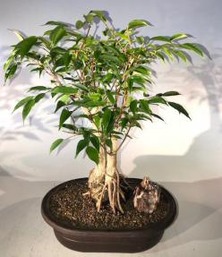 Oriental Ficus Bonsai Tree<br> Exposed Root Style<br><i></i>(ficus orientalis)