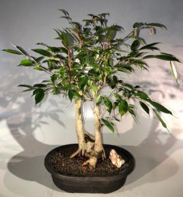 Oriental Ficus Bonsai Tree <br><i></i>(ficus orientalis)