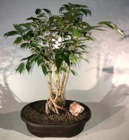 Oriental Ficus Bonsai Tree<br>Exposed Root Style<br><i></i>(ficus orientalis)