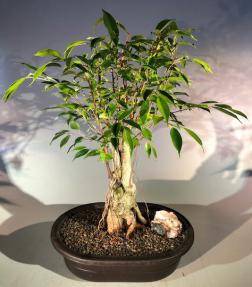 Oriental Ficus Bonsai Tree<br>Banyan Style<br><i></i>(ficus orientalis)