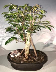 Oriental Ficus Bonsai Tree<br>Banyan Style<br><i></i>(ficus orientalis)