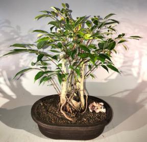 Oriental Ficus Bonsai Tree<br>Exposed Root Style<br><i></i>(ficus orientalis)