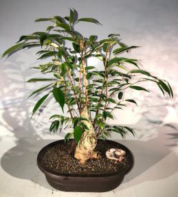 Oriental Ficus Bonsai Tree<br><i></i>(ficus orientalis)