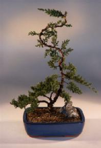 Juniper Bonsai Tree - Trained<br><i>(juniper procumbens nana)</i>