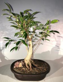 Oriental Ficus Bonsai Tree<br>Exposed Root Style<br><i></i>(ficus orientalis)