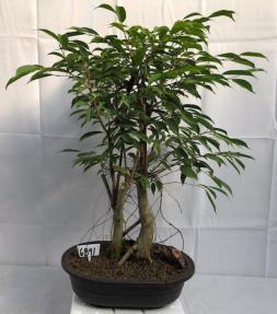 Oriental Ficus Bonsai Tree<br><i></i>(ficus orientalis)