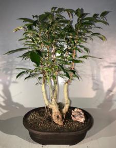 Oriental Ficus Bonsai Tree<br>Banyan Style<br><i></i>(ficus orientalis)