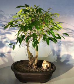 Oriental Ficus Bonsai Tree <br>Exposed & Banyan Style Roots <br><i></i>(ficus orientalis)