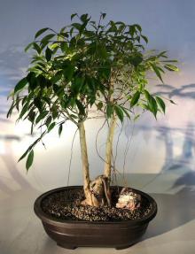 Oriental Ficus Bonsai Tree<br>Exposed & Banyan Style Roots<br><i></i>(ficus orientalis)