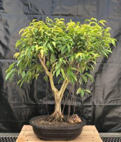 Oriental Ficus Bonsai Tree<br>Banyan Style<br><i></i>(ficus orientalis)