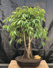 Oriental Ficus Bonsai Tree<br>Exposed Root & Banyan Style<br><i></i>(ficus orientalis)