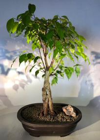 Oriental Ficus Bonsai Tree<br><i></i>(ficus orientalis)