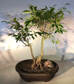 Oriental Ficus Bonsai Tree<br>Exposed Root Style<br><i></i>(ficus orientalis)