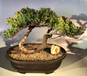 Juniper Bonsai Tree - Trained<br><i>(juniper procumbens nana)</i>