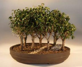 OUT OF STOCK - Ficus Too Little Bonsai Tree<br><i>(ficus benjamina 'too little')</i>