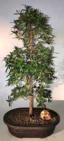 Flowering Brush Cherry Bonsai Tree<br><i>(eugenia myrtifolia)</i>