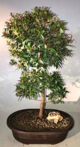 Flowering Brush Cherry Bonsai Tree<br><i>(eugenia myrtifolia)</i>