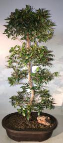 Flowering Brush Cherry Bonsai Tree<br>Tiered Branching Style<br><i>(eugenia myrtifolia)</i>