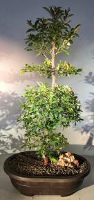 Flowering Brush Cherry Bonsai Tree<br>Tiered Branching Style<br><i>(eugenia myrtifolia)</i>