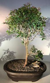 Flowering Brush Cherry Bonsai Tree<br><i>(eugenia myrtifolia)</i>