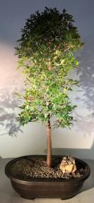 Flowering Brush Cherry Bonsai Tree<br><i>(eugenia myrtifolia)</i>