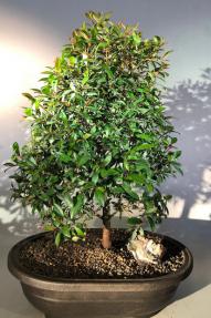 Flowering Brush Cherry Bonsai Tree<br>Christmas Tree Style<br><i>(eugenia myrtifolia)</i>