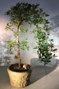 Flowering Brush Cherry Bonsai Tree <br>Cascade Style<br><i>(eugenia myrtifolia)</i>