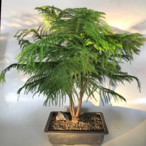 Norfolk Island Pine Bonsai Tree<br><i>(Araucaria Heterophila)</i>
