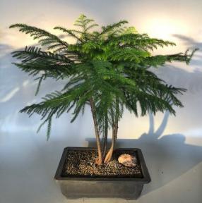 Norfolk Island Pine Bonsai Tree<br><i>(Araucaria Heterophila)</i>