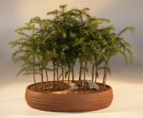 Norfolk Island Pine Bonsai Tree<br><i>(araucaria heterophila)</i>