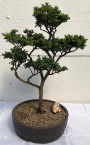 Cryptomeria Bonsai Tree<br>Pom - Pom Style<br><i></i>(japonica - tansu)