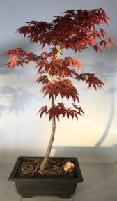 Japanese Red Maple Bonsai Tree<br><i>(acer palmatum 