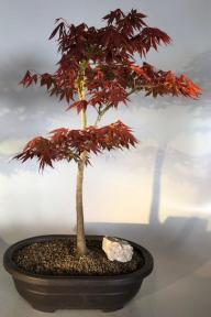 Japanese Red Maple Bonsai Tree <br><i>(acer palmatum 