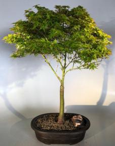 Dwarf Japanese Maple Bonsai Tree <br><i>(acer palmatum 'Capercis Dwarf')</i>