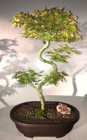 Japanese Green Maple Bonsai Tree <br>Curved 