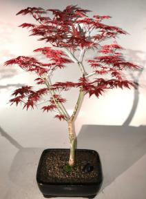 Japanese Red Maple Bonsai Tree<br><i> (Shindeshojo)</i>