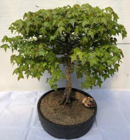 Trident Maple Bonsai Tree<br>Exposed Roots<br><i> (acer buergerianum)</i>