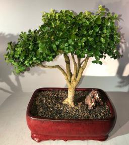 Japanese Boxwood Bonsai Tree<br><i>(Boxus 'moris midget')</i>