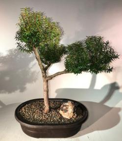 Japanese Yew Bonsai Tree<br><i>(taxus baccata)</i>