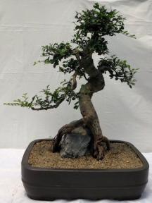 Chinese Elm Bonsai Tree<br>Curved Trunk & Root Over Rock Style<br><i>(ulmus parvifolia)</i>