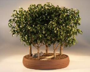 Ficus Too Little<br><i>(ficus benjamina 'too little')</i>