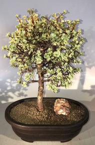 Baby Jade Bonsai Tree - Variegated<br><i></i>(portulacaria afra variegata)