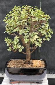 Baby Jade Bonsai Tree - Variegated <br><i></i>(portulacaria afra variegata)