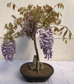 Flowering Japanese Wisteria Bonsai Tree<br>Root Over Rock<br><i>(wisteria floribunda)</i>