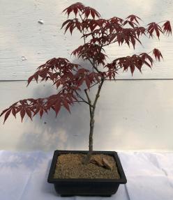 Japanese Red Maple Bonsai Tree<br><i>(acer palmatum 